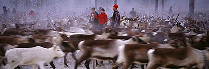 Reindeer Arvidsjaur