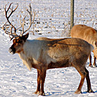 reindeer